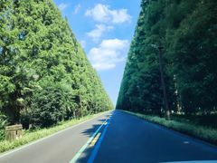 -黄海国家森林公园