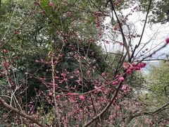 -杭州半山国家森林公园