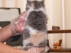 -小猫来了·猫舍(红山六九七九店)