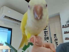 -深圳鸟咖鹦花岛
