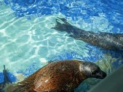 -太平洋海底世界