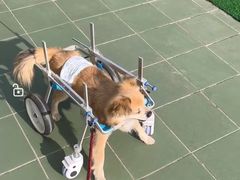 -北京观赏动物医院·24小时大型综合·猫专科·异宠专科