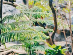 -鸡鸣汤包(红山动物园店)
