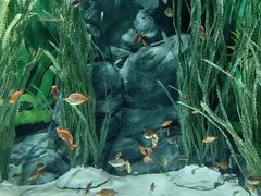 -上海海洋水族馆