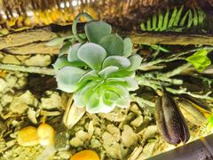 -花间别院(凤凰店)