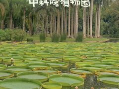 -中国科学院西双版纳热带植物园