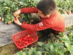 -碧桂园凤凰城酒店(南京店)