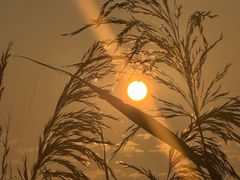 -苏州太湖湖滨国家湿地公园
