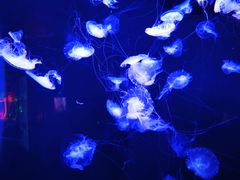 -成都浩海立方海洋公园