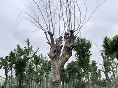 -汉长安城未央宫国家考古遗址公园