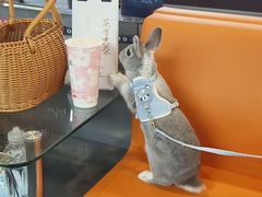 -爱侣宠医·鹦鹉专科·小型哺乳类·异宠专科(灵石路店)