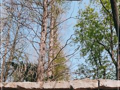 -上海滨江森林公园