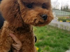 -米苏动物医院·犬猫专科·骨科外科内窥镜