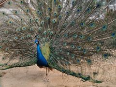 -武汉紫薇都市田园