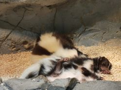 -Zoolung Zoolung动物主题公园(海信广场店)