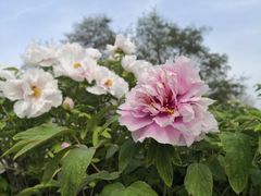 -洛阳市隋唐城遗址植物园