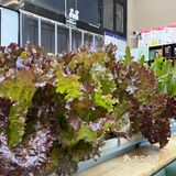 潮汕牛肉火锅是越来越火了