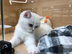 -袖虎猫馆(十亩地店)