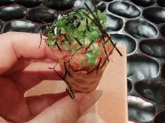 -松涛日本料理