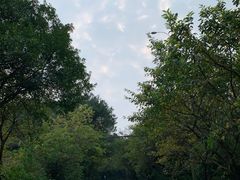 -铁山坪森林公园