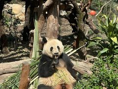 -上海动物园(地铁站)