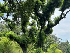 -岳麓山风景名胜区