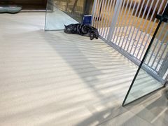 -藏猫猫咖啡主题馆(中央大道店)