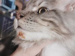 -十年猫舍·猫咪专门店(普陀店)