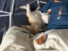 -瑞派康怡24h宠物医院·犬猫医疗中心·微创绝育(瑞景分院)