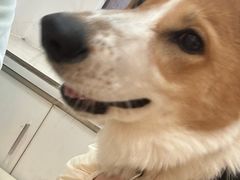 -宠颐生汉谟拉比宠物医院