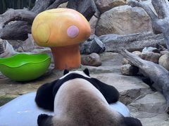 -麒麟中餐厅·经典粤菜·地道菜式老字号(广州长隆酒店)