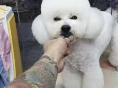 -萌宠之家·腊肠犬·马尔泰·小体犬舍