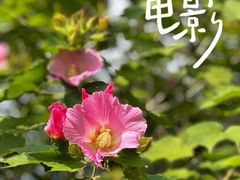 -昆山城市生态森林公园