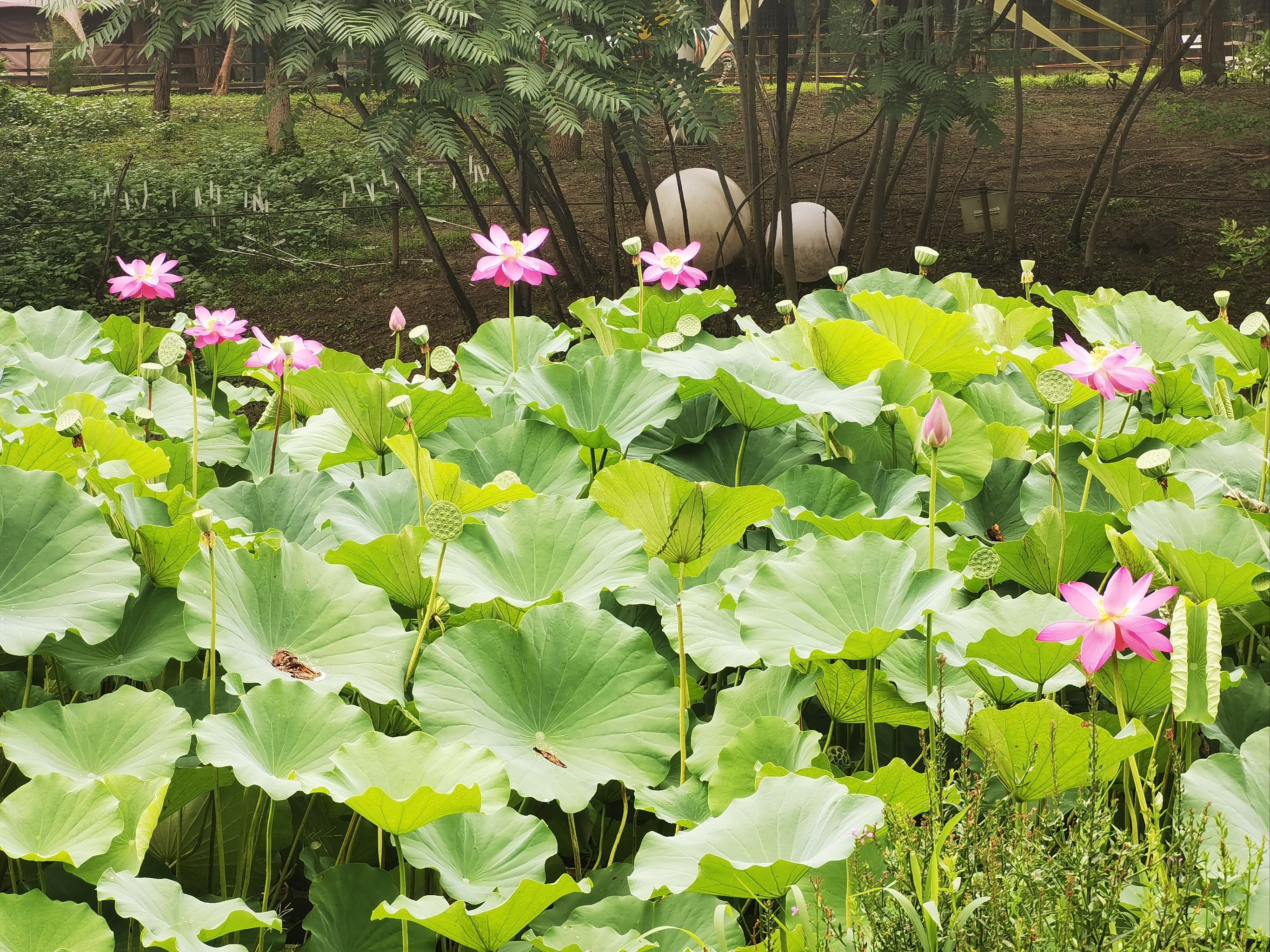 夏荷盛放的池塘
