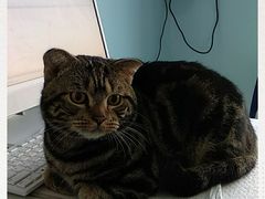 -瑞派福兴宠物医院犬猫全科·骨科·中西医结合(河东店)