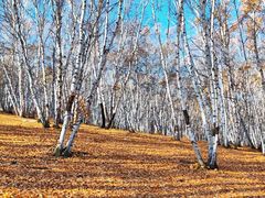 -乌兰布统景区-白桦林
