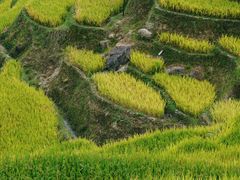 -紫鹊界梯田景区