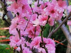 -海棠花溪(元大都城垣遗址公园)