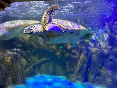 -太平洋海底世界