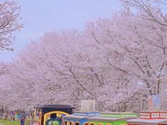 -天王浮山樱花园