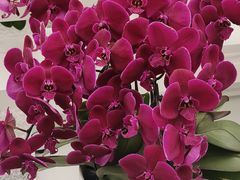 -上海鲜花港