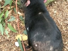 -费瑟代尔野生动物园