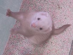 -藦茜花园宠物主题亲子互动体验馆(国顺东路店)