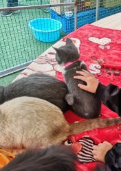 -萌宠亲子动物乐园(槐房万达店)