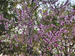 -金鸡湖桃花岛