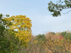 -昆山城市生态森林公园