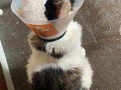 -荔康动物医院(康王北路店)