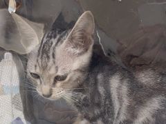 -瑞鹏宠物医院·普外科·影像科·皮肤科(城市山谷分院)