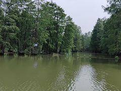 -池杉湖湿地公园