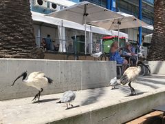 -悉尼鱼市场